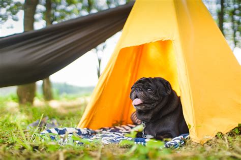 愛犬と一緒に過ごす心に残るキャンプ体験を