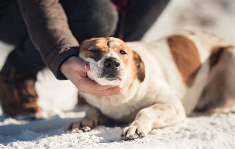 愛犬と兄弟犬を再会させる方法