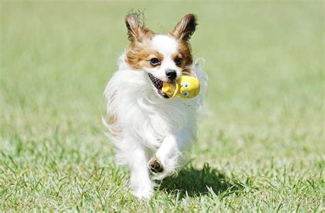 愛犬と再会する方法はないのか？