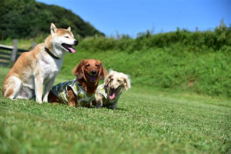 愛犬と大自然で思いっきり遊ぼう！ドッグラン 長久手