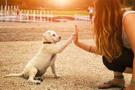 愛犬と幸せな暮らしを送るための「グッドボーイ犬」の育て方ガイド