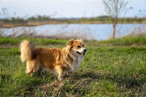 愛犬と快適な暮らしを送るために。猟犬の犬種を徹底比較しよう。