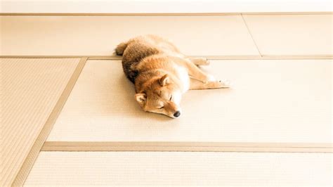 愛犬と快適に過ごすためのタイルカーペット