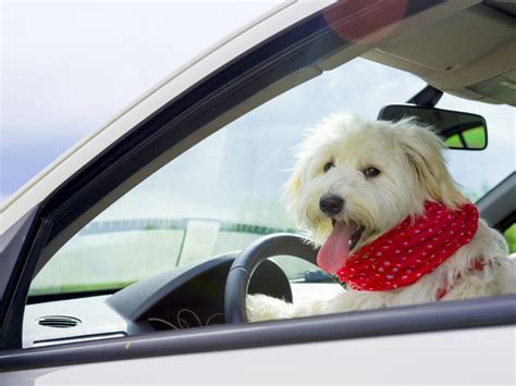 愛犬と快適ドライブ！選び方＆おすすめ ドライブペットキャリー大特集