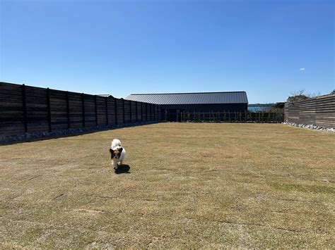 愛犬と楽しく過ごせるスタジオドッグランのすべて