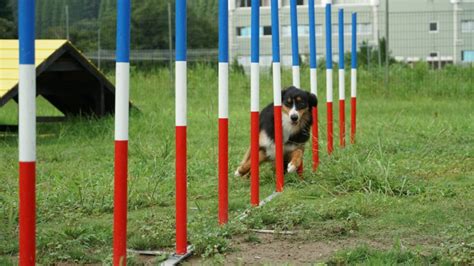 愛犬と楽しむアジリティトレーニング