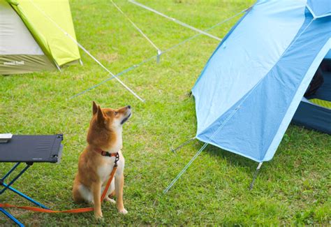 愛犬と楽しむキャンプの必需品と注意点