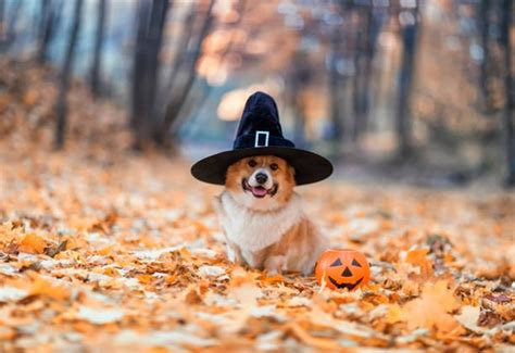 愛犬と楽しむハロウィン！飼い主必見の安全対策とアイデア