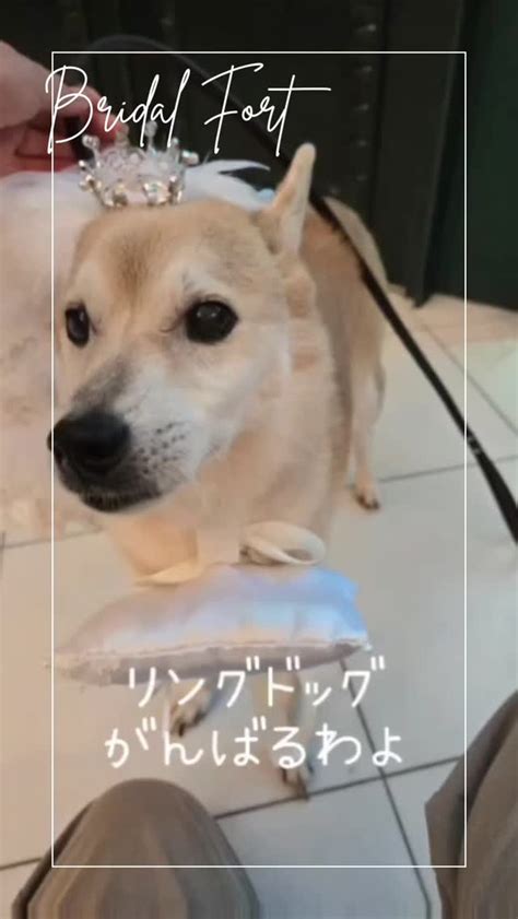 愛犬と特別な日に輝く リングドッグカラーのすべて