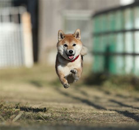 愛犬と空を駆け抜ける充実のドッグラン