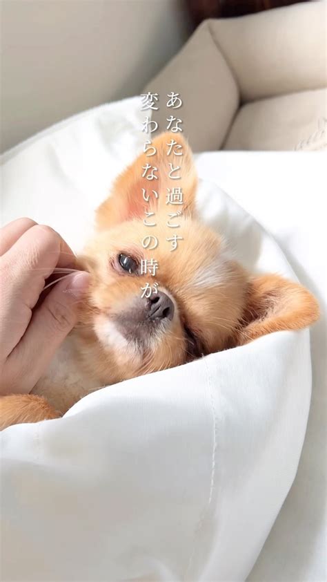 愛犬と過ごすかけがえのないひととき：「てて犬」のすべて