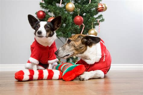 愛犬と過ごすクリスマスシーズンを安全に！クリスマスツリーを犬対策しよう