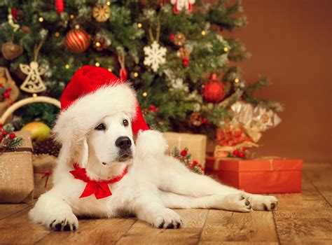 愛犬と過ごす安全で楽しいクリスマス：クリスマスツリーの犬対策ガイド