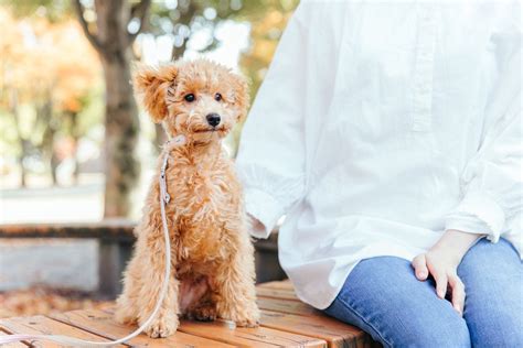 愛犬に「おすわり」を教えるための完全ガイド