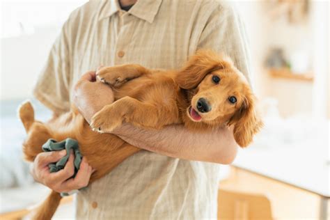 愛犬にとって