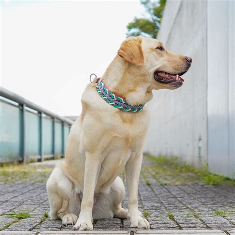 愛犬にぴったりのかわいい首輪選び: 完全ガイド