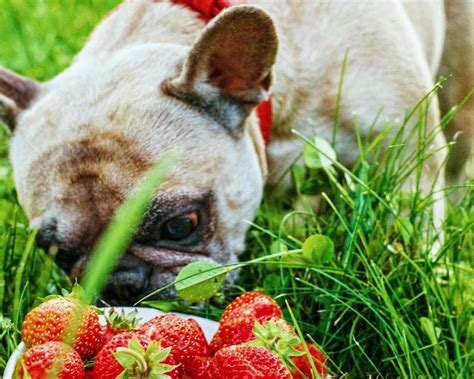 愛犬にりんごジュースをあげても大丈夫？メリットと注意点