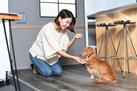 愛犬にキュウリをあげる際の注意点とメリット