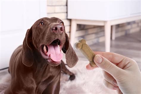 愛犬にクッキーを与えてはいけません。