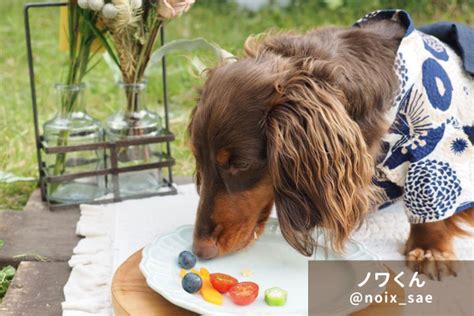 愛犬にサーモンを与えても大丈夫？メリット、注意点、与え方まとめ