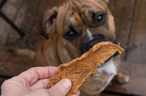 愛犬にジャーキーを与える際の注意点とメリット