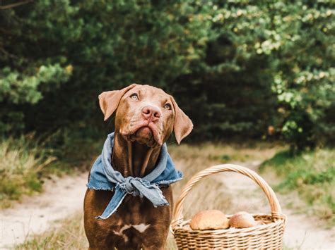 愛犬にチキンを与える際の注意事項とメリット