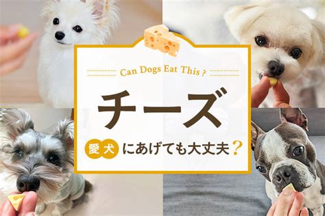 愛犬にチーズをあげても大丈夫？栄養価や与え方について徹底解説