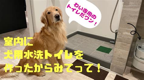 愛犬にトイレを教えるための完全ガイド