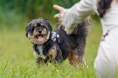 愛犬にトイレを教える - 効果的なしつけ方法とトラブルシューティング