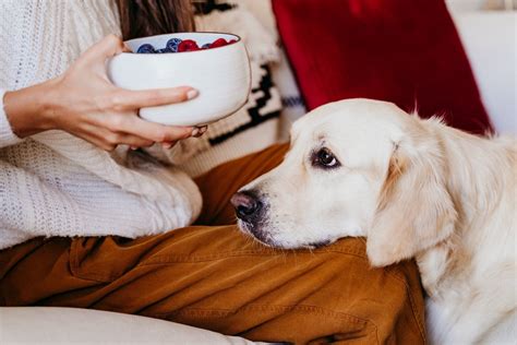 愛犬にドライクランベリーを与えてはいけない理由と、その危険性