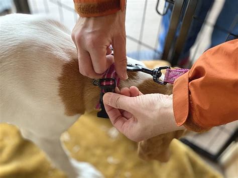 愛犬にハーネスを正しく付ける方法