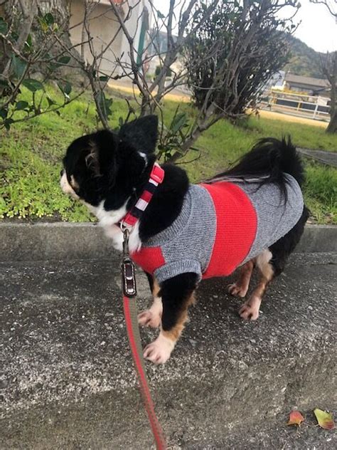 愛犬にピッタリのキュートな首輪を見つけよう