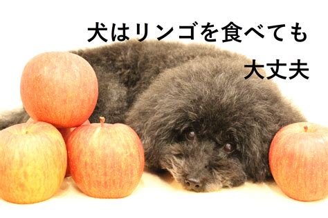 愛犬にリンゴジュースを与えても大丈夫？注意点を解説