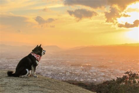 愛犬に再び会える方法