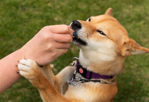 愛犬に噛まれた後の適切な対応とトレーニング