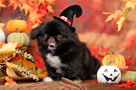 愛犬に最高のハロウィンを！必要な物から楽しいアイデアまで完全ガイド