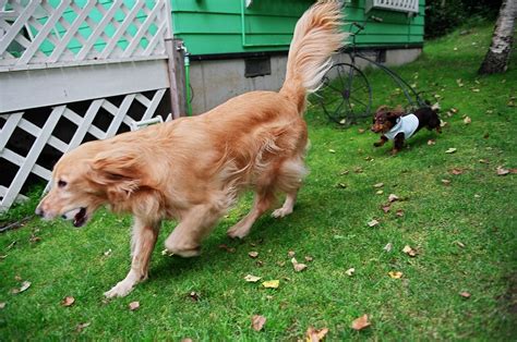 愛犬のしっぽから読み取る、健康状態と感情のサイン