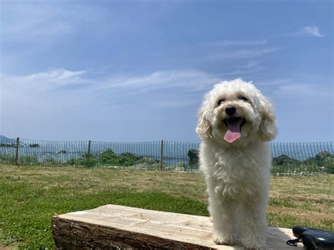 愛犬のしつけにもってこい！スカイ パーク ドッグランの魅力と活用法