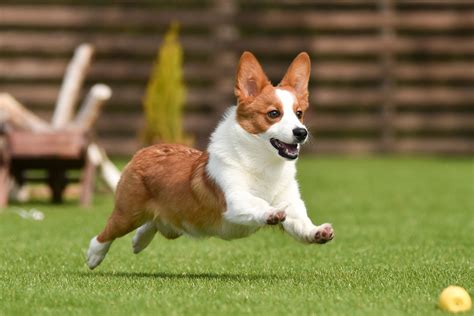 愛犬のために知っておきたい！発汗する犬種