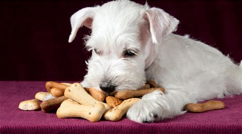 愛犬のために！おやつを賢く与えて健康維持