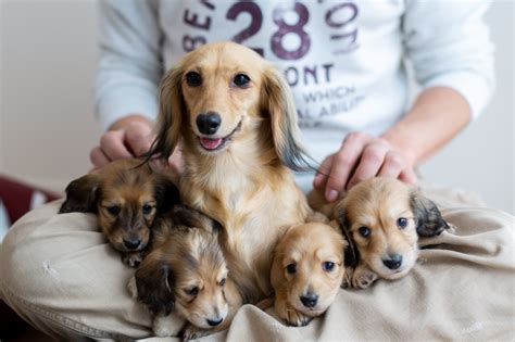 愛犬のためのジュエリー：犬用ネックレスの選び方と利点