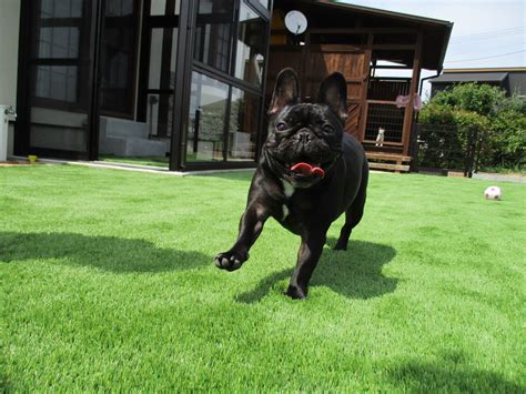 愛犬のための快適な足元空間！キッチンマット犬柄の選び方と活用術