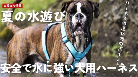 愛犬のための最適なハーネス選び：サイズガイド