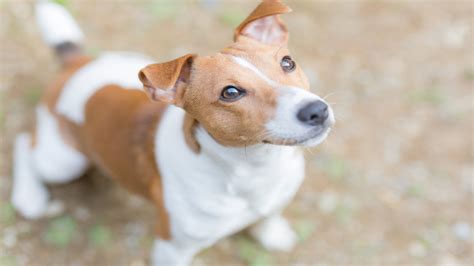 愛犬のオシャレをワンランクアップ！首輪で魅せるワンコの個性