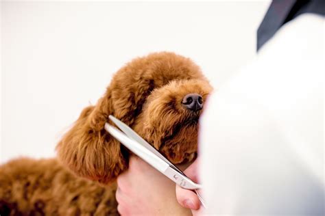 愛犬のグルーミングの重要性