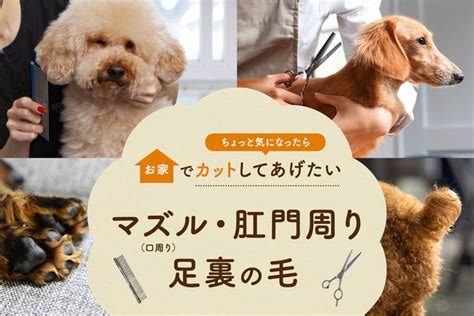 愛犬のグルーミング完全ガイド