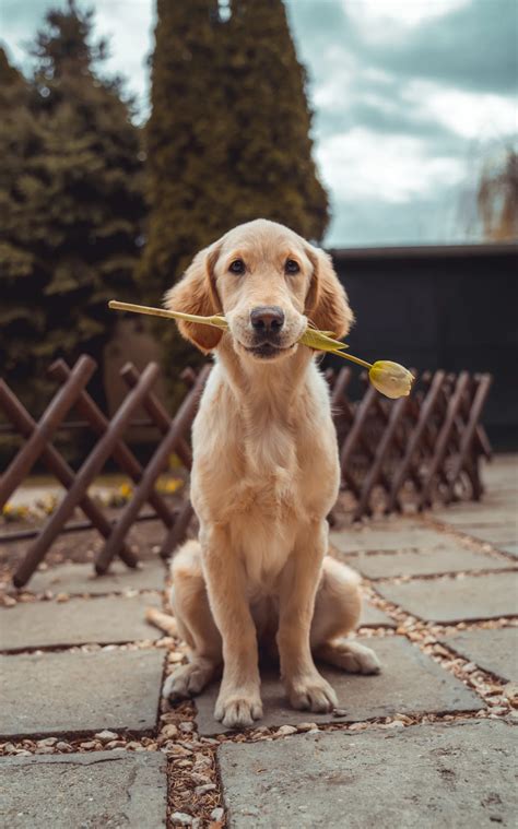 愛犬のケアをスケジュールする: