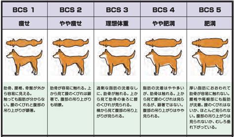 愛犬のサイズと体型: