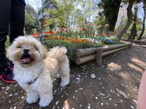 愛犬のサイズや犬種に合ったものを選ぶ。