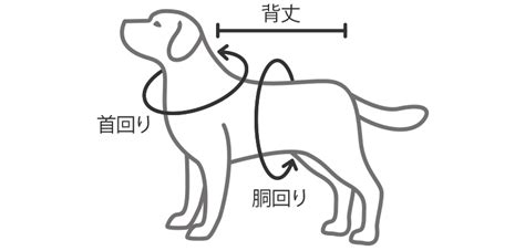 愛犬のサイズ：